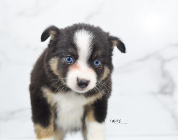 Mini / Toy Australian Shepherd Puppy Telly