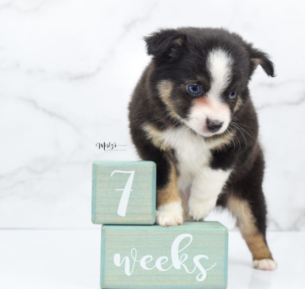 Mini / Toy Australian Shepherd Puppy Telly