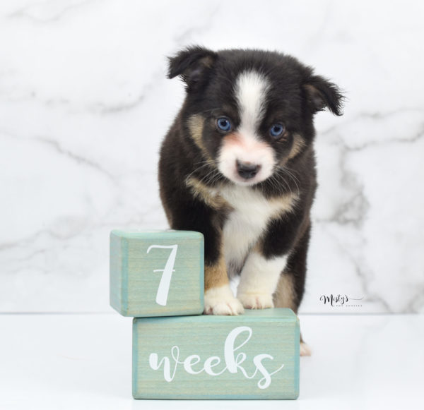 Mini / Toy Australian Shepherd Puppy Telly