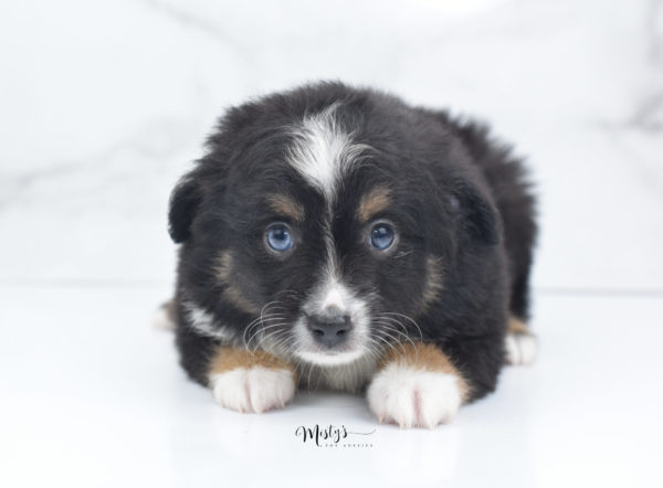 Mini / Toy Australian Shepherd Puppy Tux