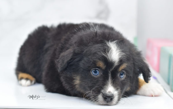 Mini / Toy Australian Shepherd Puppy Tux