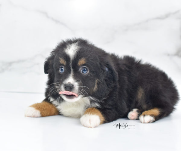 Mini / Toy Australian Shepherd Puppy Tux