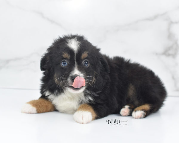 Mini / Toy Australian Shepherd Puppy Tux