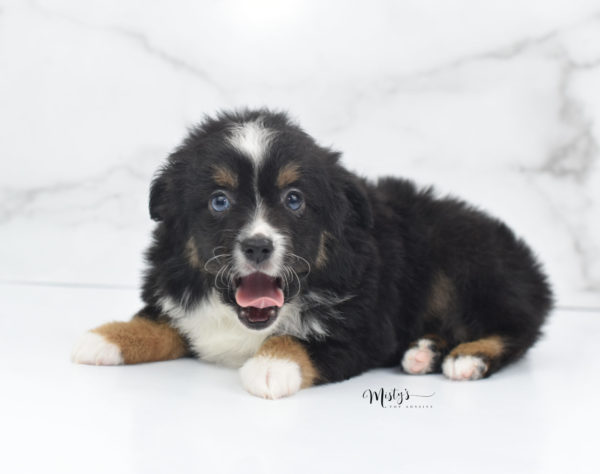 Mini / Toy Australian Shepherd Puppy Tux