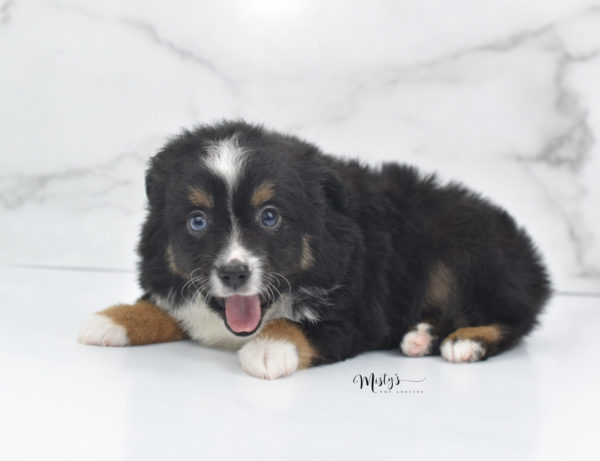 Mini / Toy Australian Shepherd Puppy Tux