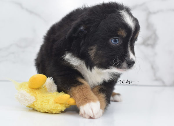 Mini / Toy Australian Shepherd Puppy Tux