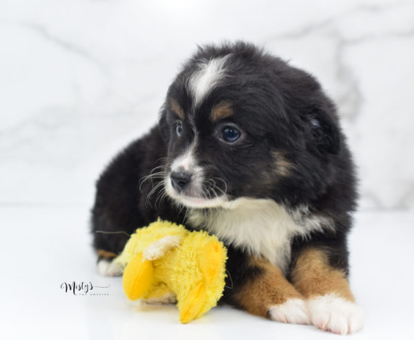 Mini / Toy Australian Shepherd Puppy Tux