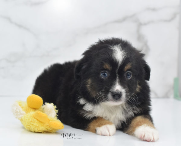 Mini / Toy Australian Shepherd Puppy Tux