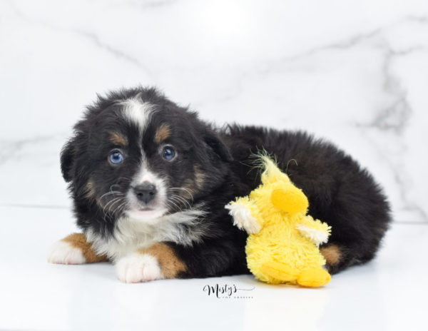 Mini / Toy Australian Shepherd Puppy Tux