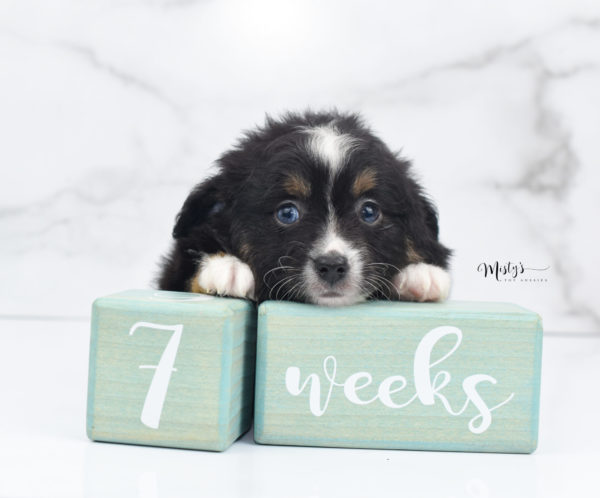 Mini / Toy Australian Shepherd Puppy Tux