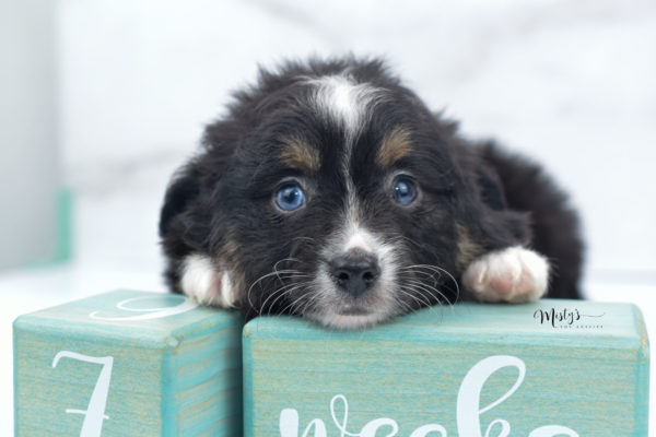 Mini / Toy Australian Shepherd Puppy Tux