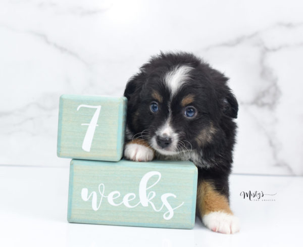 Mini / Toy Australian Shepherd Puppy Tux