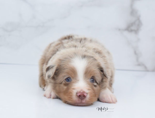 Mini / Toy Australian Shepherd Puppy VooDoo