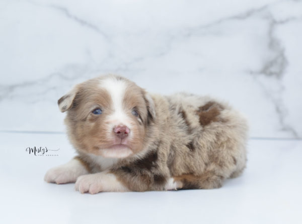 Mini / Toy Australian Shepherd Puppy VooDoo