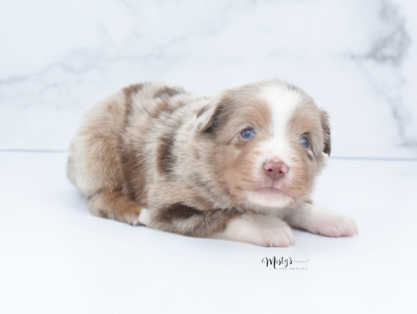 Mini / Toy Australian Shepherd Puppy VooDoo