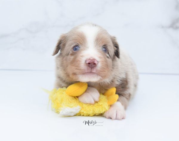 Mini / Toy Australian Shepherd Puppy VooDoo