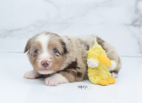 Mini / Toy Australian Shepherd Puppy VooDoo