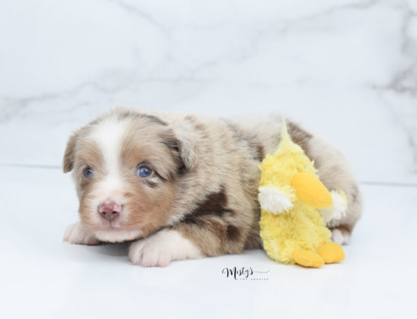 Mini / Toy Australian Shepherd Puppy VooDoo