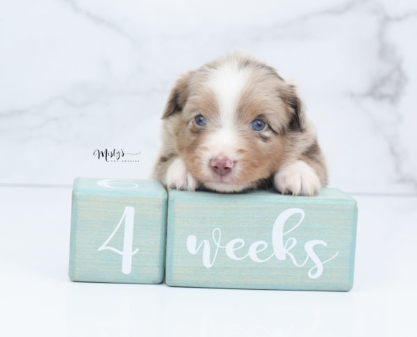 Mini / Toy Australian Shepherd Puppy VooDoo