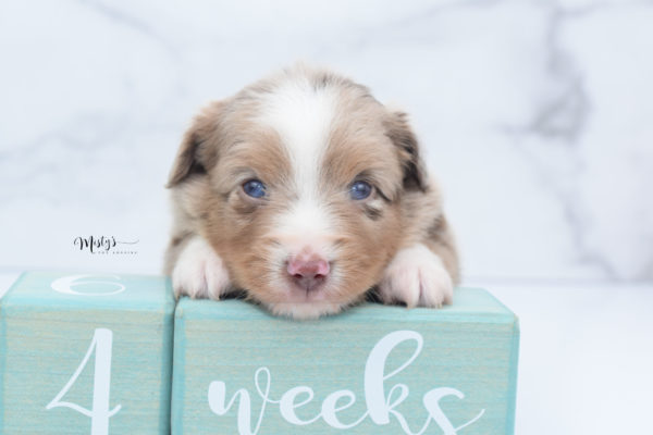 Mini / Toy Australian Shepherd Puppy VooDoo