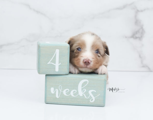 Mini / Toy Australian Shepherd Puppy VooDoo