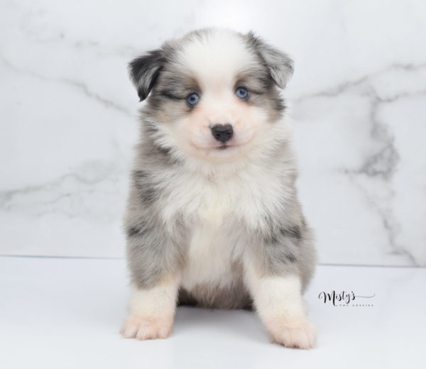 Mini / Toy Australian Shepherd Puppy Wascal