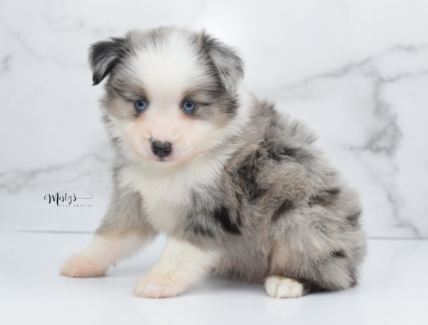 Mini / Toy Australian Shepherd Puppy Wascal