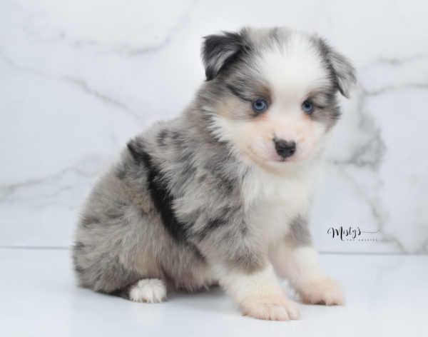 Mini / Toy Australian Shepherd Puppy Wascal