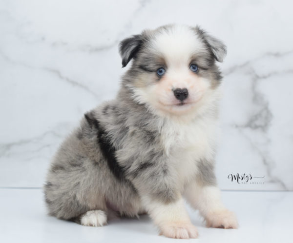 Mini / Toy Australian Shepherd Puppy Wascal