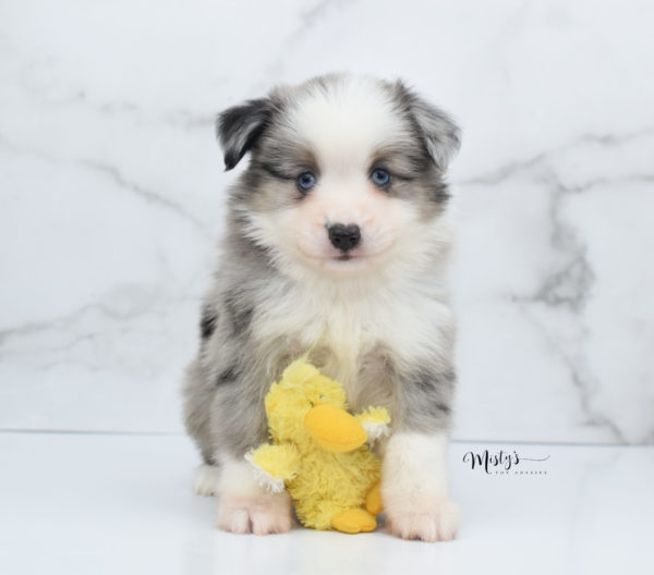 Mini / Toy Australian Shepherd Puppy Wascal