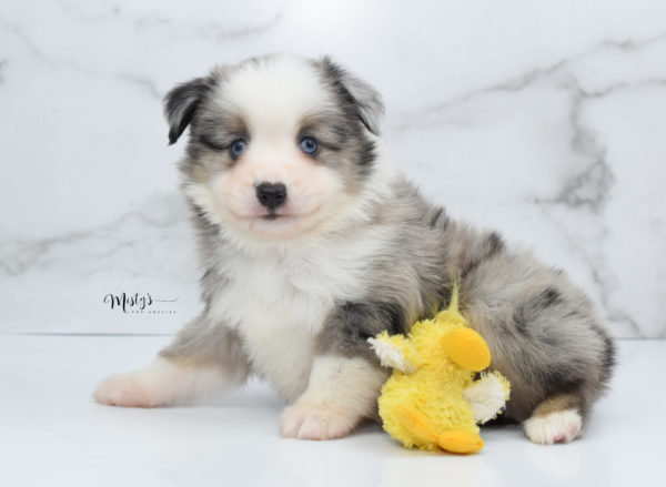Mini / Toy Australian Shepherd Puppy Wascal