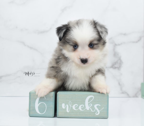 Mini / Toy Australian Shepherd Puppy Wascal