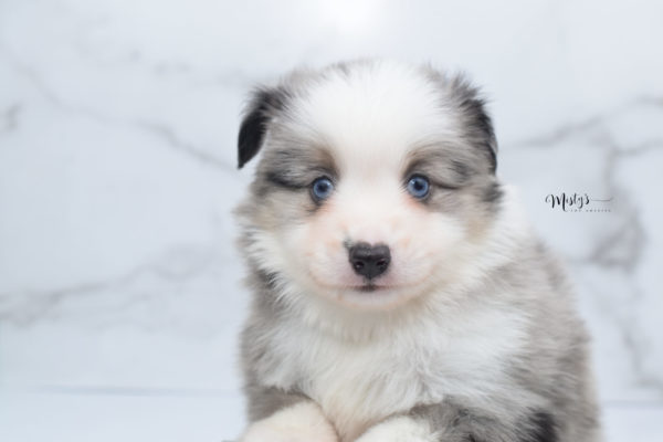 Mini / Toy Australian Shepherd Puppy Wascal