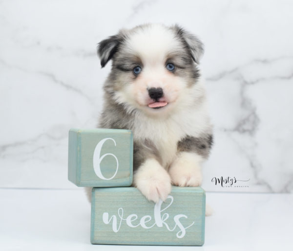 Mini / Toy Australian Shepherd Puppy Wascal