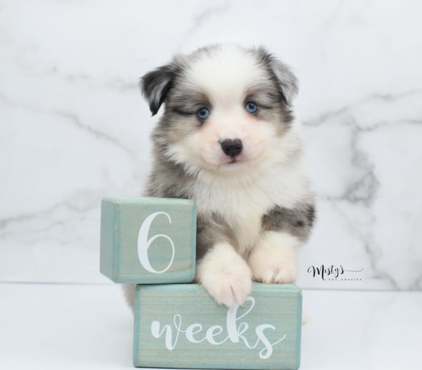 Mini / Toy Australian Shepherd Puppy Wascal