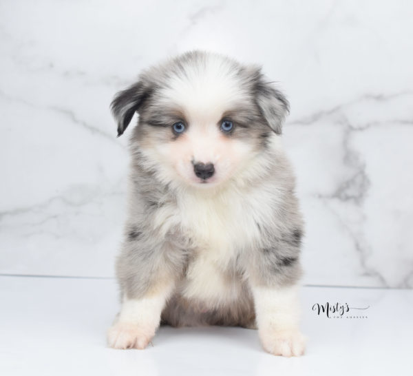 Mini / Toy Australian Shepherd Puppy Wascal