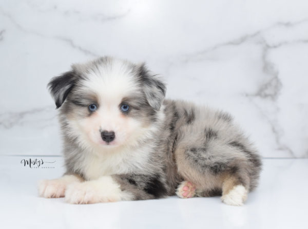 Mini / Toy Australian Shepherd Puppy Wascal