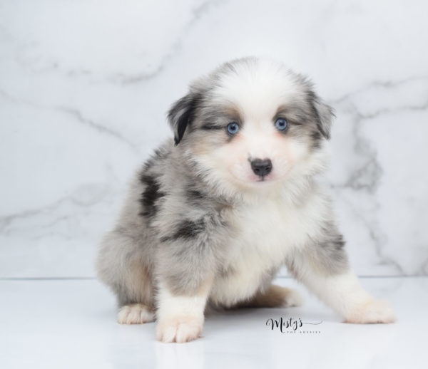 Mini / Toy Australian Shepherd Puppy Wascal