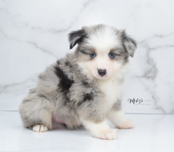 Mini / Toy Australian Shepherd Puppy Wascal