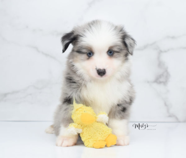 Mini / Toy Australian Shepherd Puppy Wascal