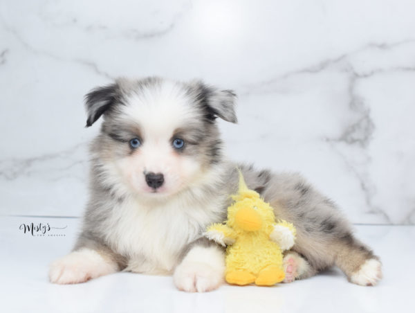 Mini / Toy Australian Shepherd Puppy Wascal