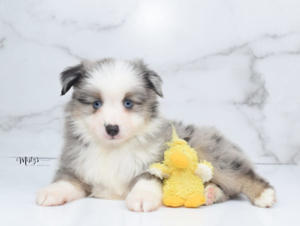 Mini / Toy Australian Shepherd Puppy Wascal