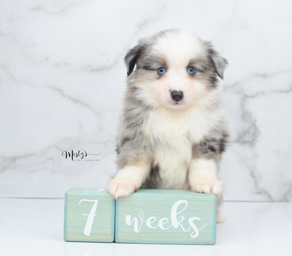 Mini / Toy Australian Shepherd Puppy Wascal