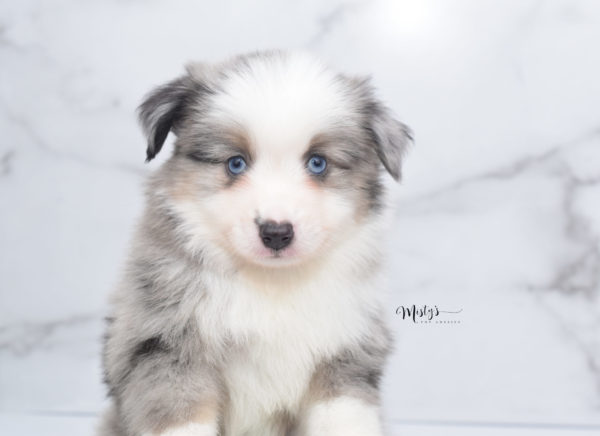 Mini / Toy Australian Shepherd Puppy Wascal