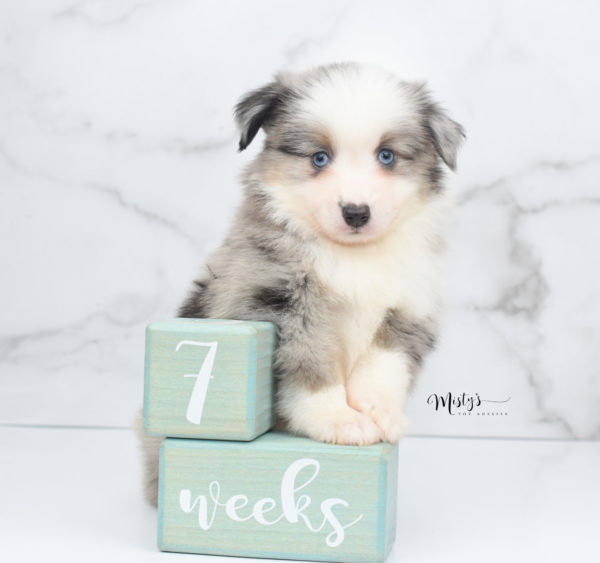 Mini / Toy Australian Shepherd Puppy Wascal