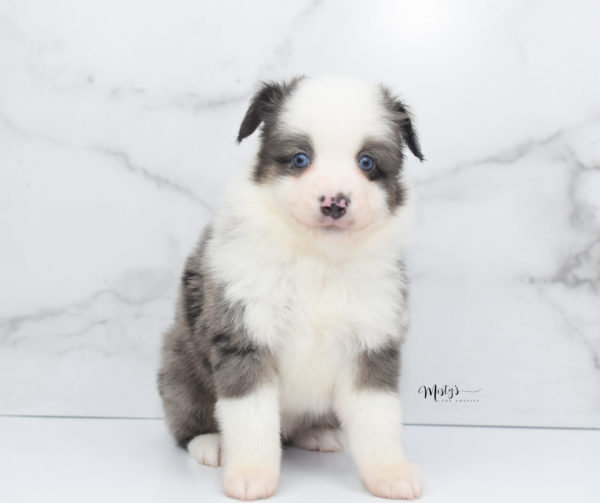 Mini / Toy Australian Shepherd Puppy Windsor