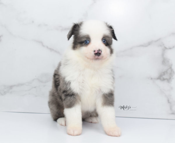 Mini / Toy Australian Shepherd Puppy Windsor