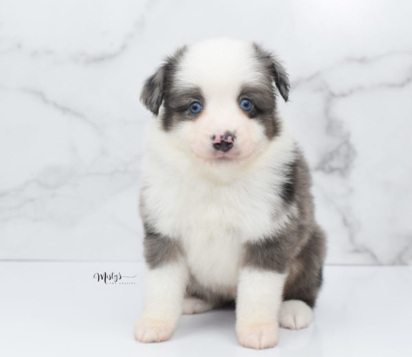 Mini / Toy Australian Shepherd Puppy Windsor