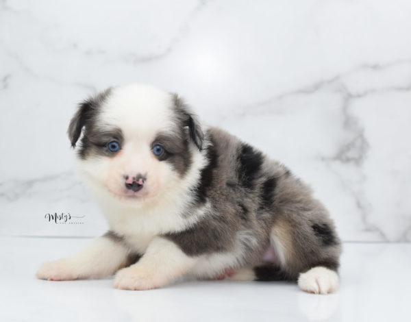 Mini / Toy Australian Shepherd Puppy Windsor