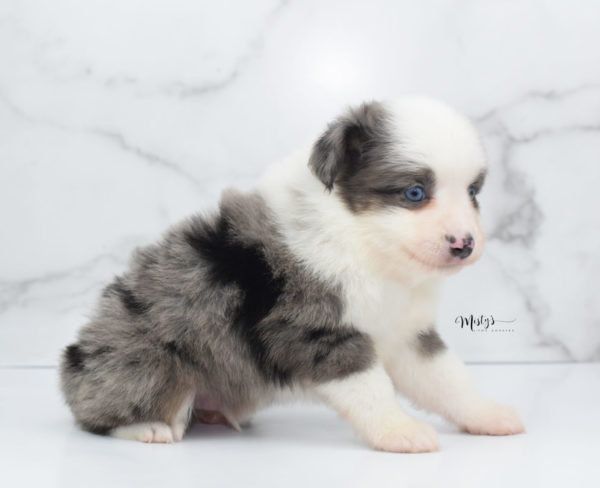 Mini / Toy Australian Shepherd Puppy Windsor